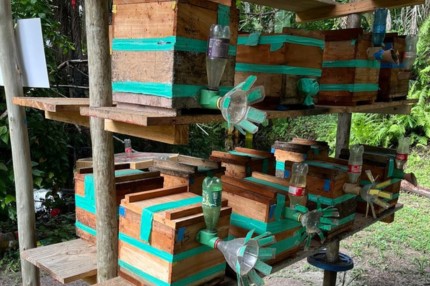 Projeto apoiado pela Fenae vai ensinar a técnica de criação de abelha sem ferrão na Bahia